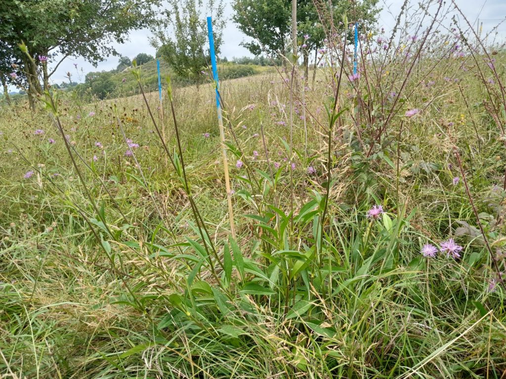 Succise des près Gestion LIFE Biodiv'Paysanne