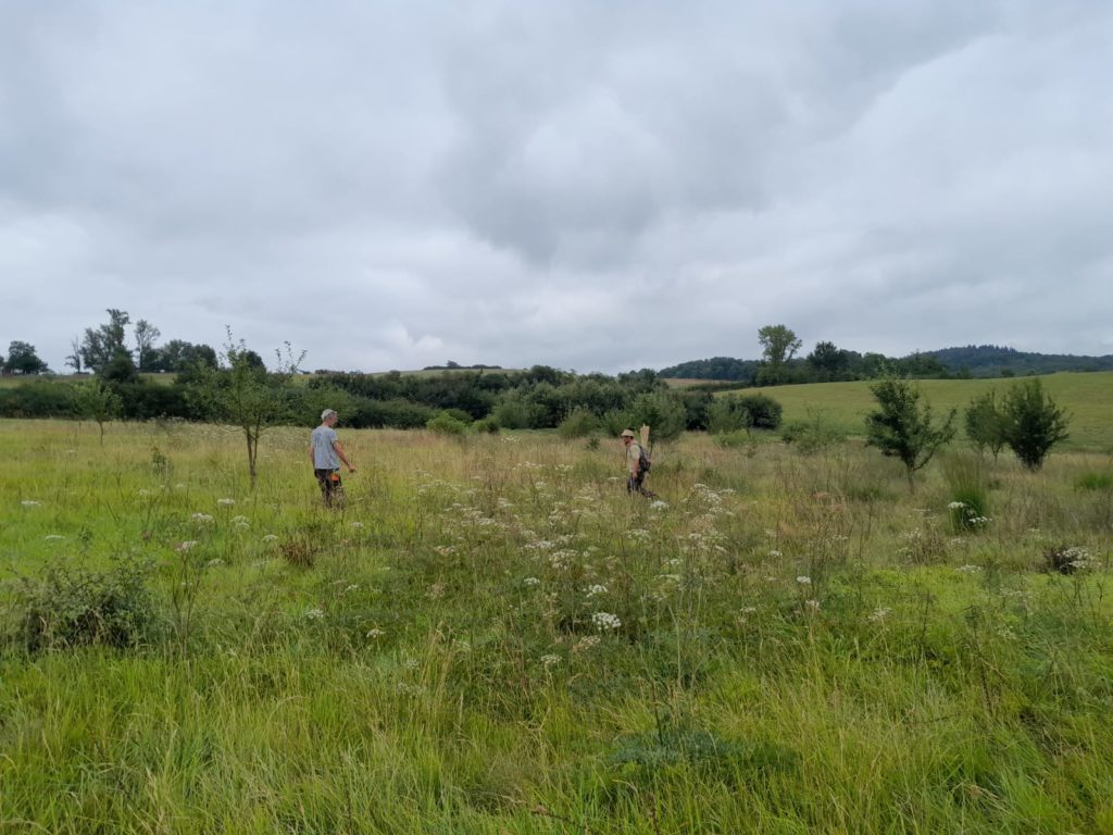 Succise des près Gestion LIFE Biodiv'Paysanne