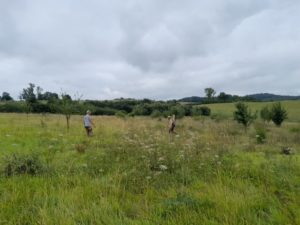 Succise des près Gestion LIFE Biodiv'Paysanne