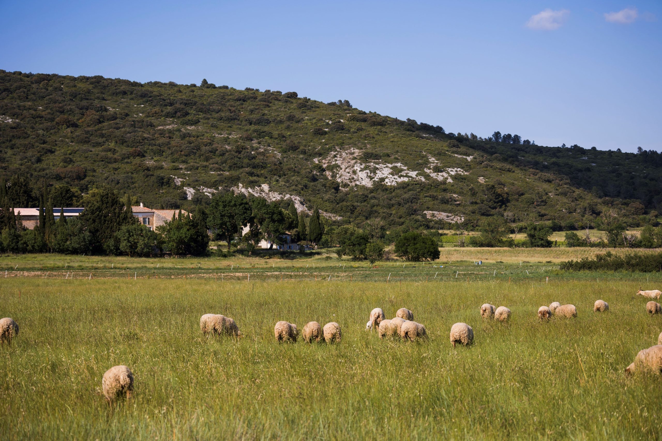 LIFE Biodiv'Paysanne Domaine de Roquenégade