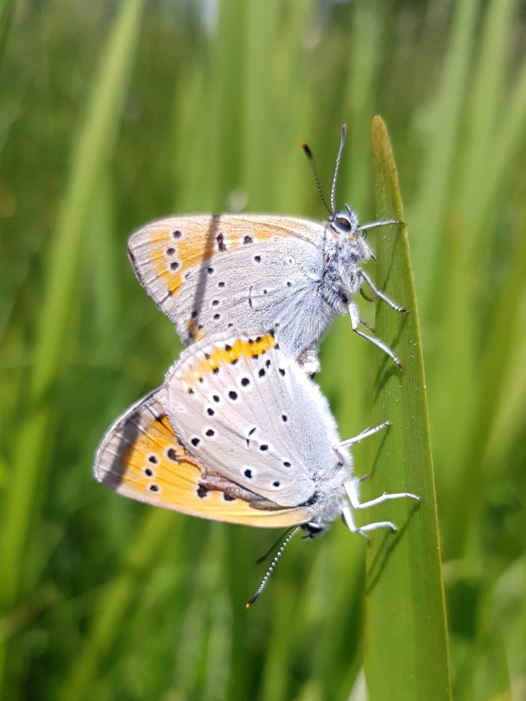 Vallée du Lens inventaire CEN Occitanie