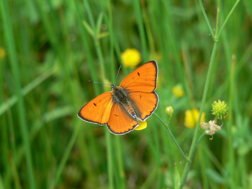 Lens inventaire naturaliste CEN Occitanie