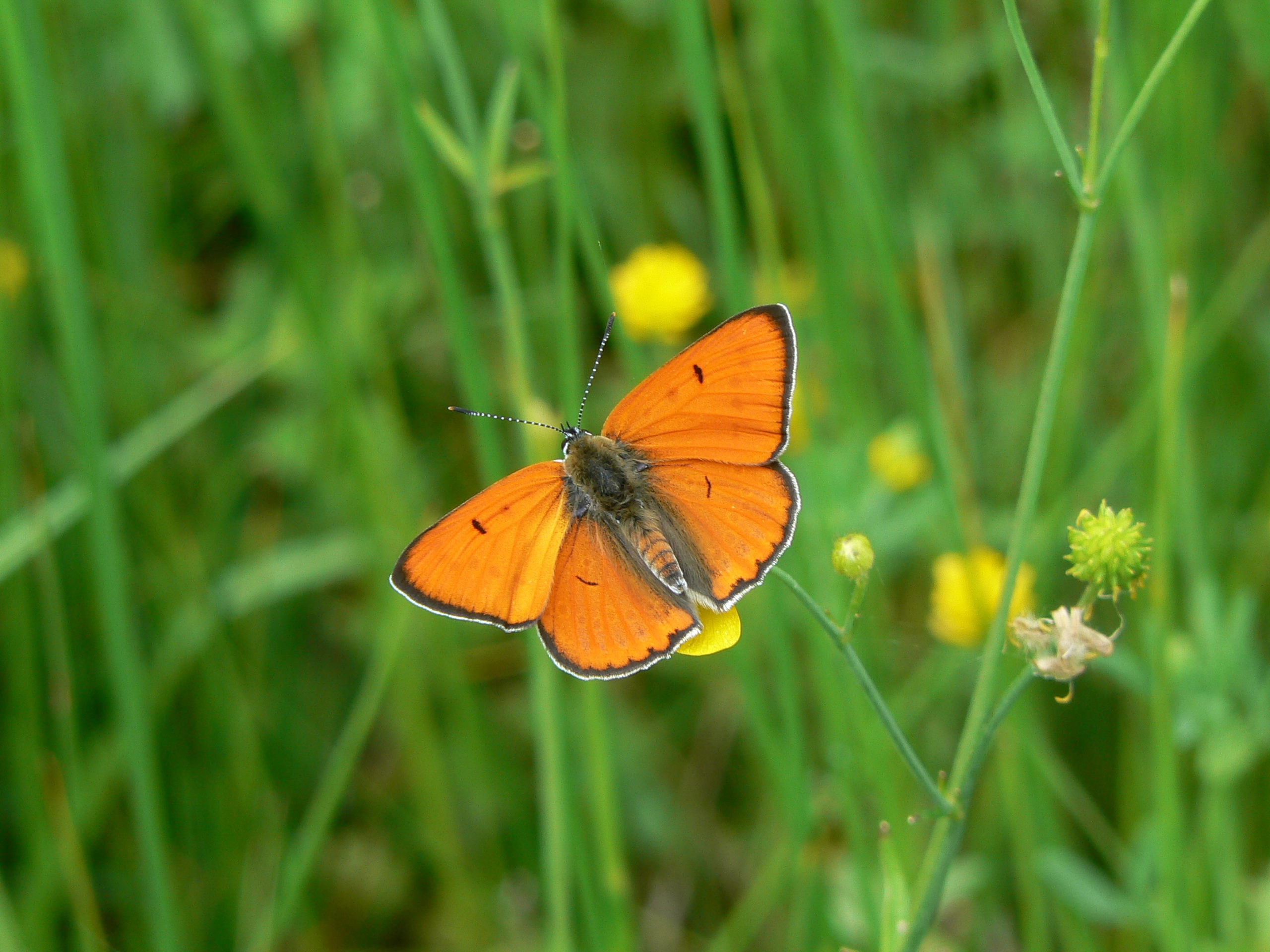Lens inventaire naturaliste CEN Occitanie